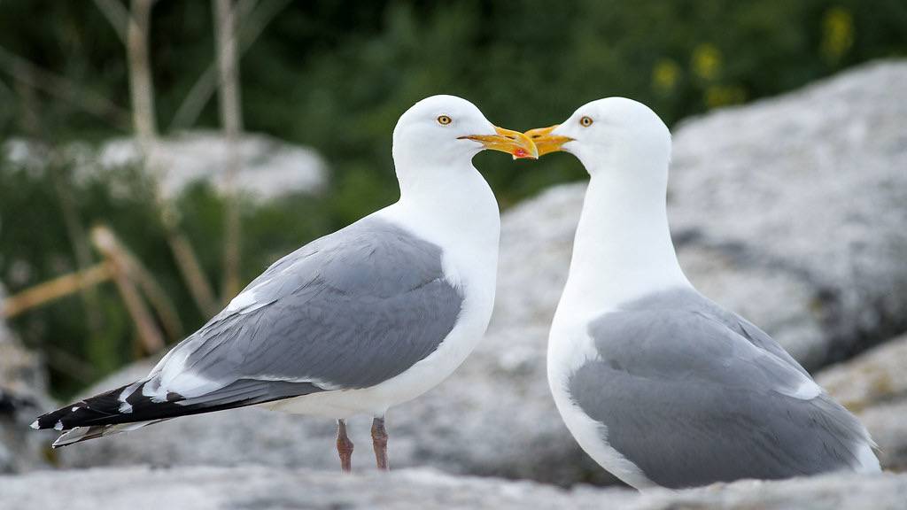 Herring Gull pair by Fyn Kynd is licensed under CC BY 2.0